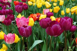 Čebulice TULIPANI RAZNI