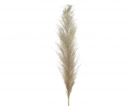 Trava umetna Pampas 125 cm, Kaem.