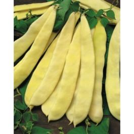 FIŽOL RUMEN GIALLO