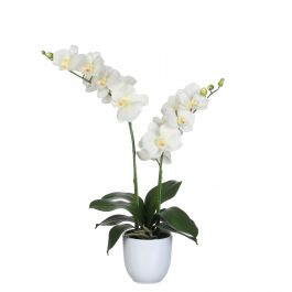 Orhideja bela  lončnica v x 66 x š x 38 cm, Edel.
