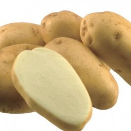 Krompir semenski - SR. ZG., SV. RUMENO MESO