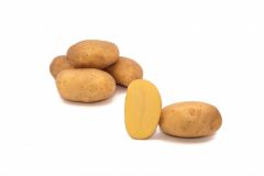 Krompir semenski SOLIST  A 28/35, 3,0 kg, KZC