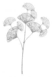 Veja dekorativna gingko, srebrna, 70cm, Bizz.