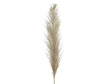 Trava umetna Pampas 125 cm, Kaem.