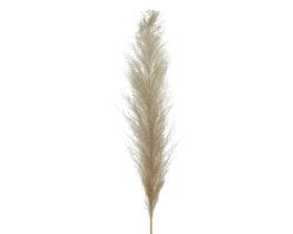 Trava umetna Pampas 125 cm, Kaem.