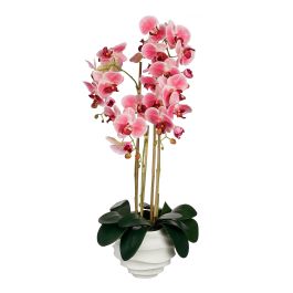 Orhideja  roza lončnica v x 82 x š x 34 cm, Edel.