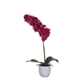 Orhideja roza lončnica v x 60 x š x 16 cm, Edel.