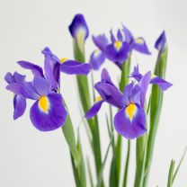 Čebulice IRIS germanica promo, Pl.