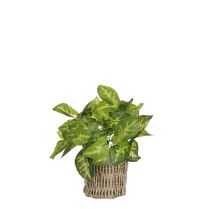Monstera umetna Mica, v 33 x š 12 cm, Edel.