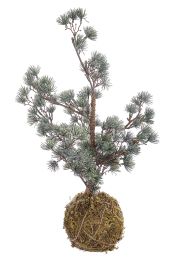 Drevešček novoletni kokedama 50 cm, Bizz.