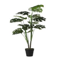 Monstera lončnica Mica,v x 100 x š 70 cm, Edel.