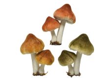 Gobica žametna rjavo/zelena 9 cm, set 2/1, Kaem.