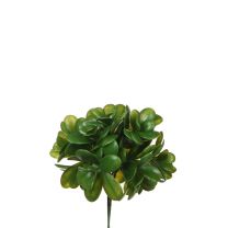 Cvetje umetno Mica crasula zelena 20 cm, Edel.