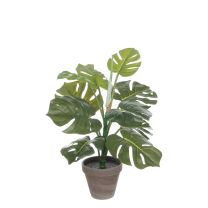 Monstera lončnica Mica,v x 48 x š 39 cm, Edel.