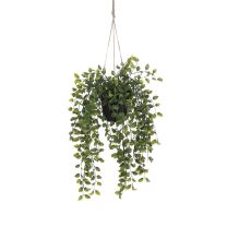 Fikus lončnica viseča 46x20 cm, Edel.