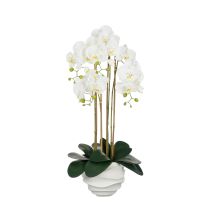 Orhideja bela lončnica v x 82 x š x 34 cm, Edel.