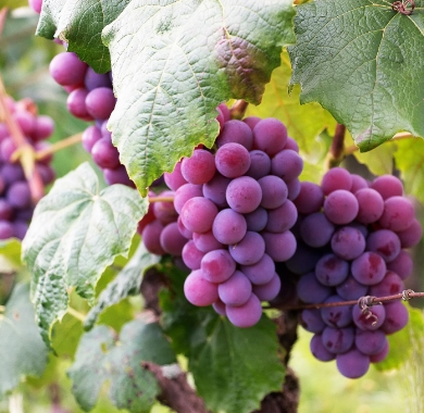 Sadjarstvo in vinogradnistvo